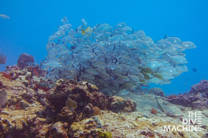 Scuba Diving for Beginners – Tulum Dive Machine - Timing Rules: Don’t Forget the 24-Hour Flying Window