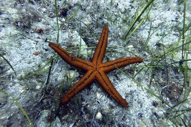 Scuba Diving for Beginners with a PADI Instructor near Heraklion - Beginner Scuba Basics at the CRETANDIVERS Center