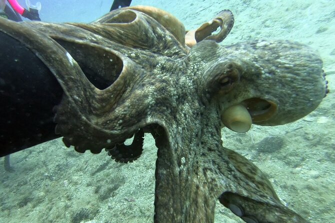 Scuba Diving for Beginners with a PADI Instructor near Heraklion - Agia Pelagia Beach: Where Your First Sea Skills Happen