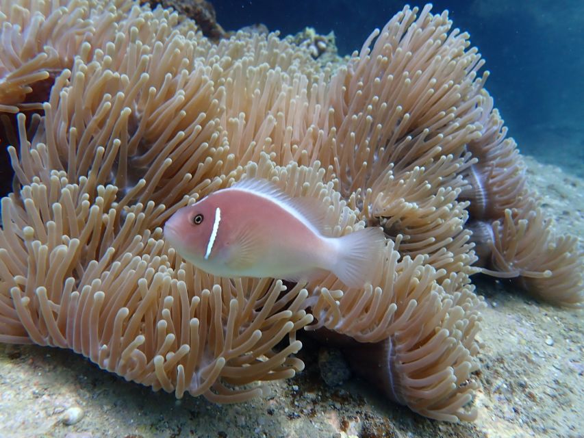 Scuba Diving for Beginners with Certified Diving Centre - The try-scuba flow: what you learn before you’re underwater