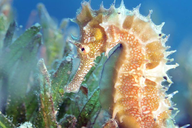 Scuba Diving for Certified Divers - Transfers and lunch: where your money actually goes
