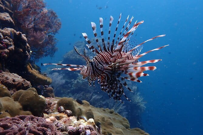 Scuba Diving for Certified Divers from Koh Yao Yai - Reef Spots: SharkPoint and Anemone Reef in the Southern Andaman Sea