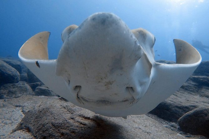 Scuba Diving for Certified Divers in Costa Adeje - Key Highlights Worth Your Attention