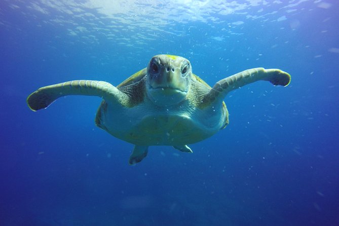 Scuba Diving for Certified Divers in Costa Adeje - The Meeting Point and Start-Of-Day Flow