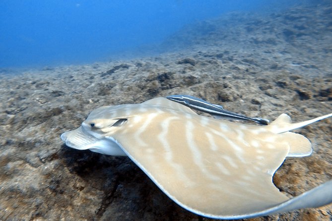 Scuba Diving for Certified Divers in Costa Adeje - The Real Timeline: What Happens During the 2.5 Hours