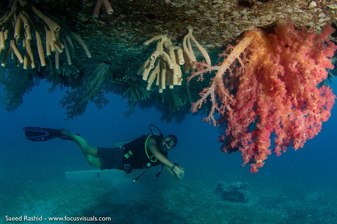 Scuba Diving for Certified Divers - A 7:30 AM boat day: how the schedule works in real life