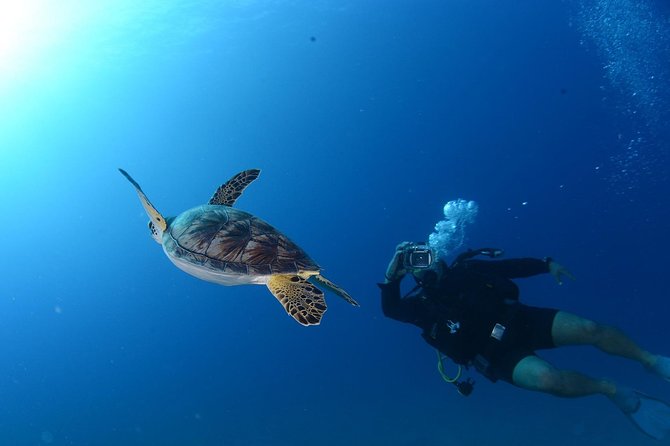 Scuba Diving from Bodrum - The Underwater Highlights: Amphorae, Anchors, Fish, and Rock Shelter