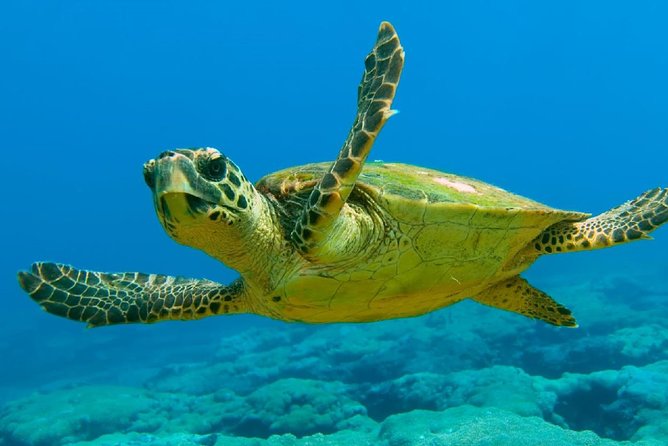 Scuba Diving from Dalyan - Equipment and Instruction: Why This Works for Beginners