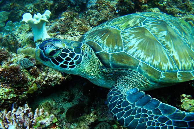 Scuba Diving in Boracay: SSI Basic Diver for Beginners - Shallow-Water Practice: The Skills That Keep You Relaxed