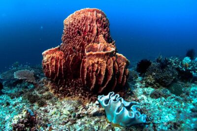 Scuba Diving in Boracay: SSI Basic Diver for Beginners - Gear Fitting and the Moment You Breathe Through a Regulator