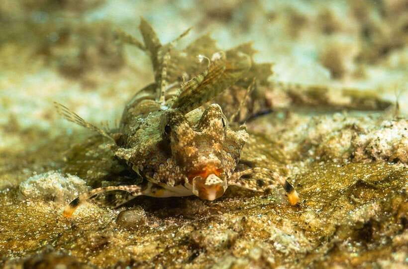 Scuba Diving in Boracay: SSI Basic Diver for Beginners - FAQ