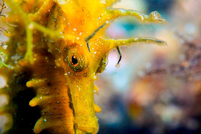 Scuba diving in Calabria, Italy - How Calabria’s coast shaping decides your underwater plan