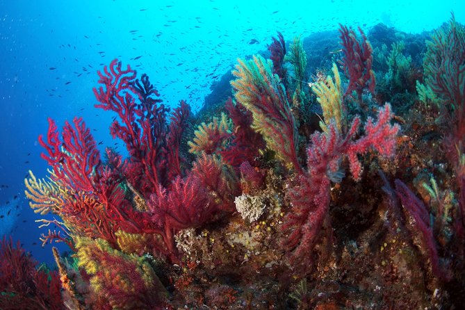 Scuba diving in Calabria, Italy - What the minivan ride is really doing for you