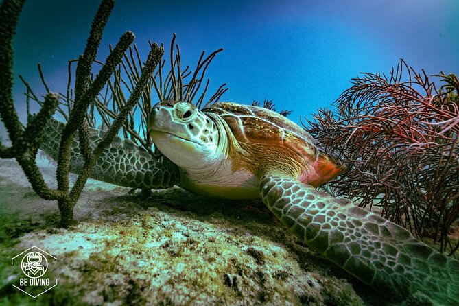 Scuba Diving in Cozumel Island - Key things I’d bet you’ll care about