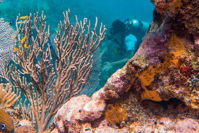 Scuba Diving in Cozumel Island - Cozumel’s Reef System: Why This Area Matters