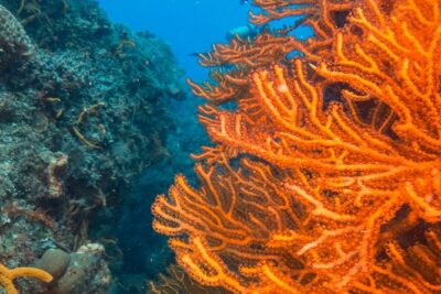 Scuba Diving in Cozumel Island - The 9-hour timeline in plain English (meet, marina, two reef stops)