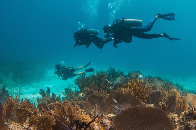 Scuba Diving in Cozumel Island - Price and value: $220 and what can add cost