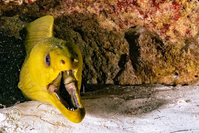 Scuba Diving in Cozumel Island - Who this works best for (and who should think twice)