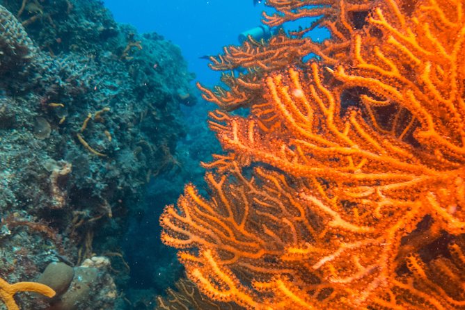 Scuba Diving in Cozumel Island - The 9-hour timeline in plain English (meet, marina, two reef stops)