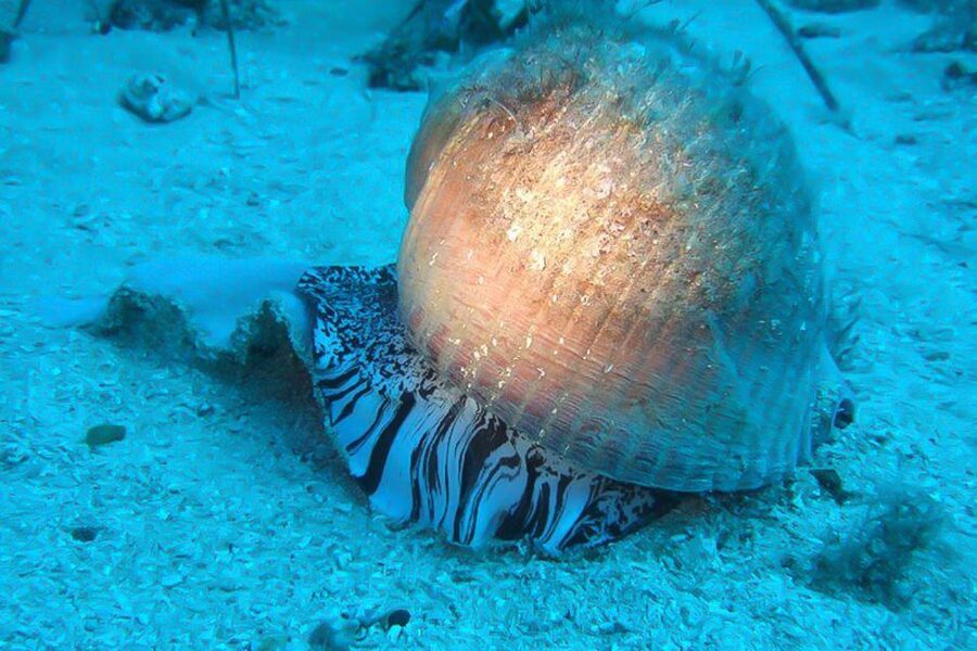 Scuba Diving in Dubrovnik: 1 Dive for Certified Divers - 150 minutes built for people who already know scuba