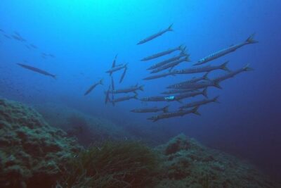 Scuba Diving in La Maddalena & Lavezzi Park for certified divers. - The Boat Ride: Why It Feels More Comfortable With Fewer Divers