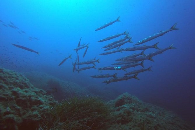 Scuba Diving in La Maddalena & Lavezzi Park for certified divers. - The Boat Ride: Why It Feels More Comfortable With Fewer Divers