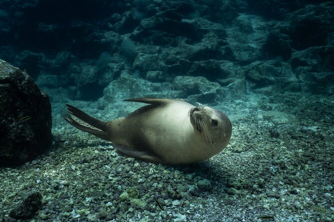 Scuba Diving in La Paz Private Trip - Key Highlights You’ll Care About