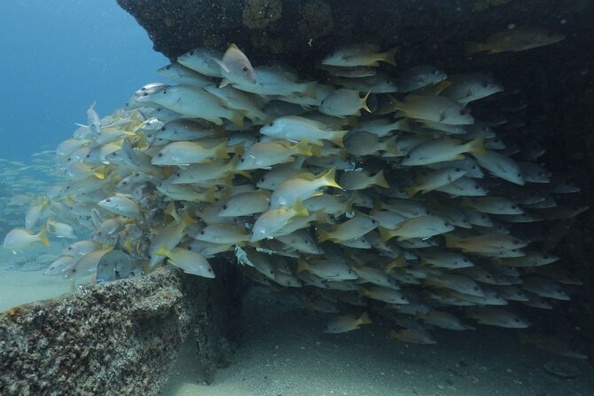 Scuba Diving in La Paz Private Trip - Why Espíritu Santo Makes This a Whole-Day Win