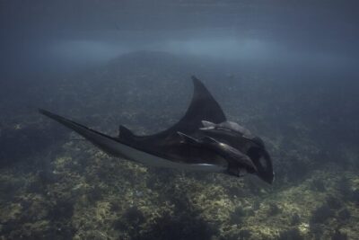 Scuba Diving in La Paz Private Trip - Meeting at Muelle Fiscal and the 7–9 AM Reality Check