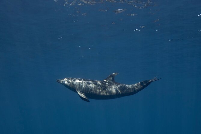 Scuba Diving in La Paz Private Trip - Comfort, Training Pace, and Who This Trip Suits Best
