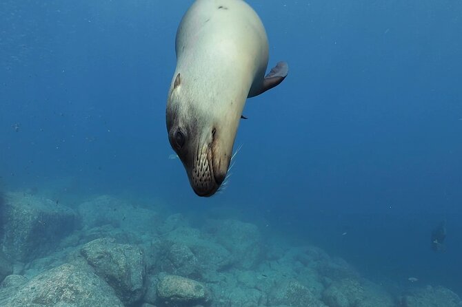 Scuba Diving in La Paz Private Trip - Weather Rules and Simple Backup Plans