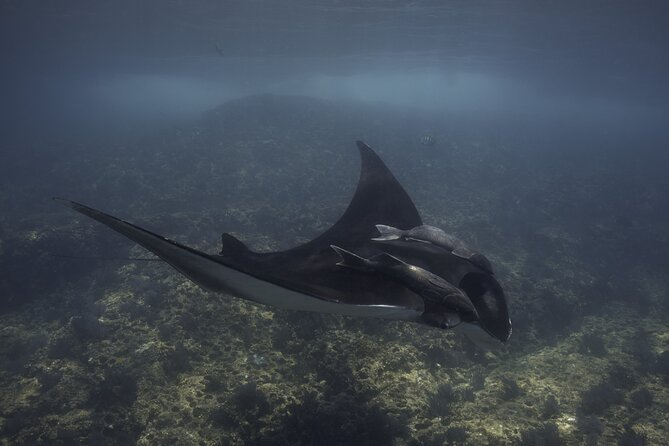 Scuba Diving in La Paz Private Trip - Meeting at Muelle Fiscal and the 7–9 AM Reality Check