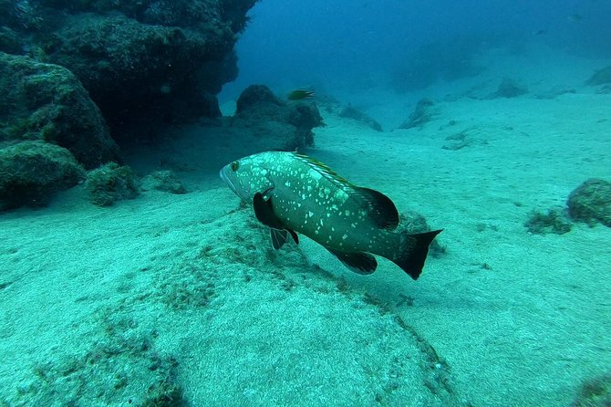 Scuba Diving in Lanzarote (for certified divers only) - Playa Chica is the fast track to Lanzarote’s underwater world