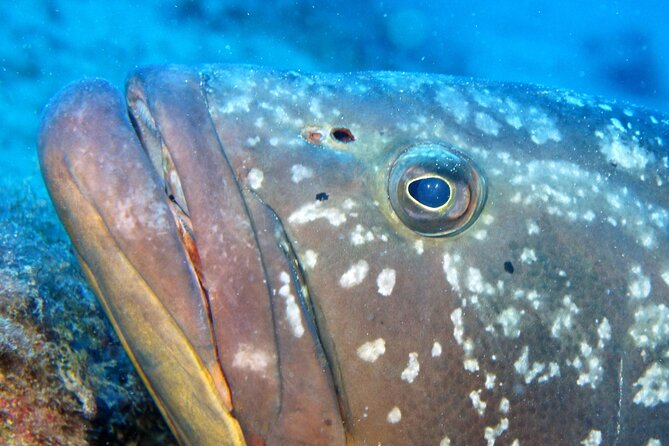 Scuba Diving in Lanzarote (for certified divers only) - Two underwater sessions from Playa Chica: the rhythm of the day