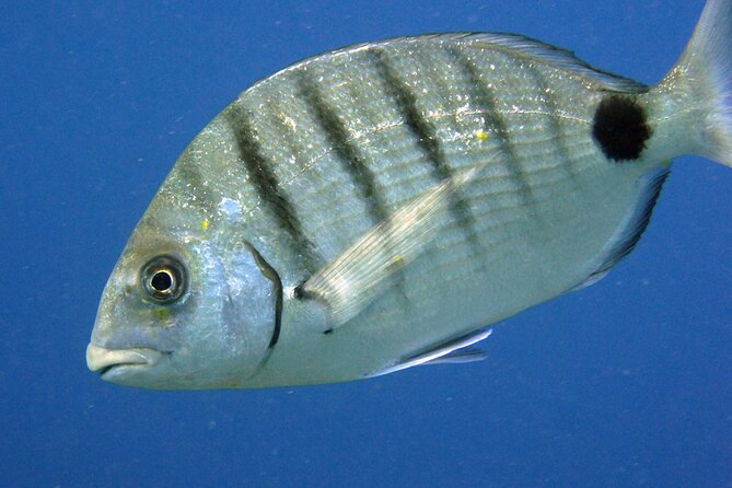 Scuba Diving in Lanzarote (for certified divers only) - What you’ll see: reefs, overhangs, caverns, and sea life