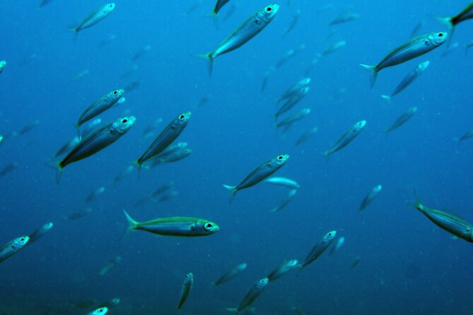 Scuba Diving in Lanzarote (for certified divers only) - Staff style that makes the difference: Igor, Raúl, Chantal, and the team’s patience
