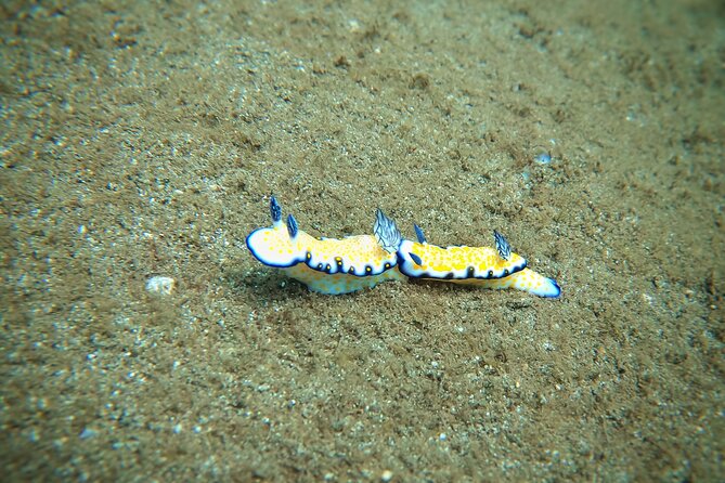 Scuba Diving in Maui with No Experience Needed - Maui’s shore-reef lesson: what you’re actually signing up for
