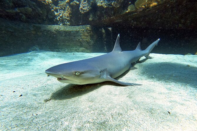Scuba Diving in Maui with No Experience Needed - The skills part: patient instruction before you go farther out