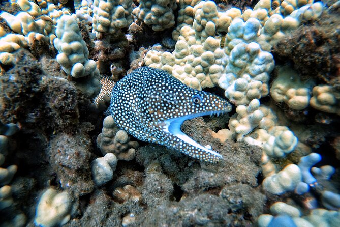 Scuba Diving in Maui with No Experience Needed - The physical requirements you should take seriously