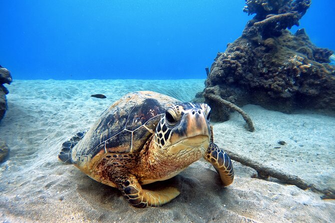 Scuba Diving in Maui with No Experience Needed - Price and value: why $199 can make sense for first-timers