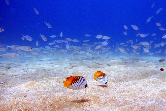 Scuba Diving in Maui with No Experience Needed - Who should book this, and who should skip it