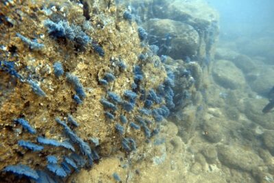 Scuba Diving in Mirissa - A 3-hour underwater plan with reef, rock, and wreck choices