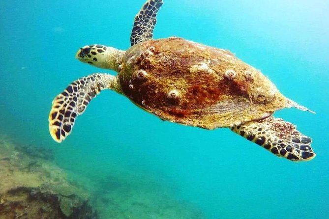 Scuba Diving in Mirissa - Value check: is $75 a fair deal for 3 hours in Mirissa?