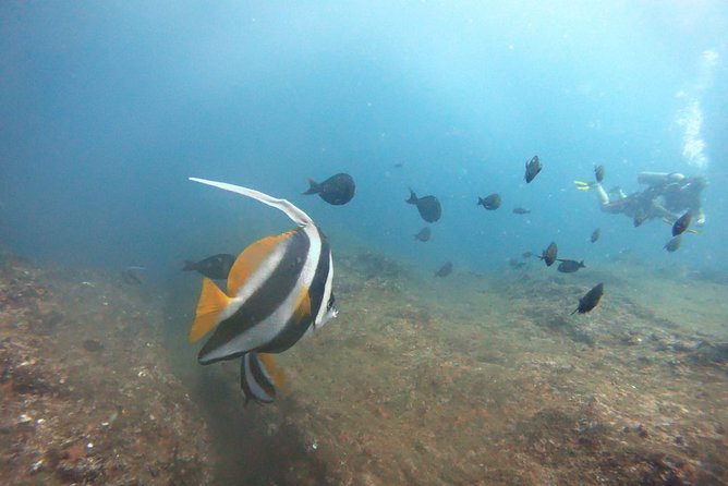Scuba Diving in Mirissa - Weather, booking timing, and practical prep tips