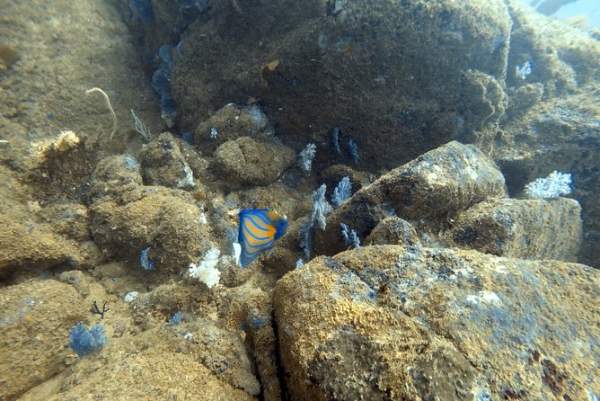 Scuba Diving in Mirissa - Should you book this Mirissa scuba outing?
