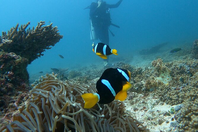 Scuba Diving in muscat - Muscat’s Underwater World: what you’re really going for