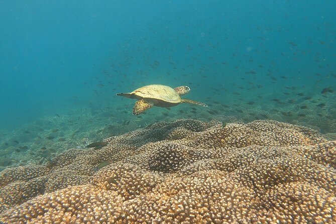 Scuba Diving in muscat - What you’ll see under the surface: turtles, reefs, and surprise moments