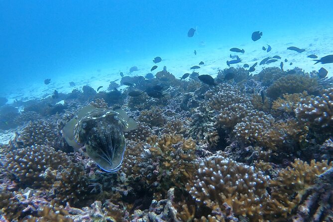 Scuba Diving in muscat - Who this suits best, and who should think twice