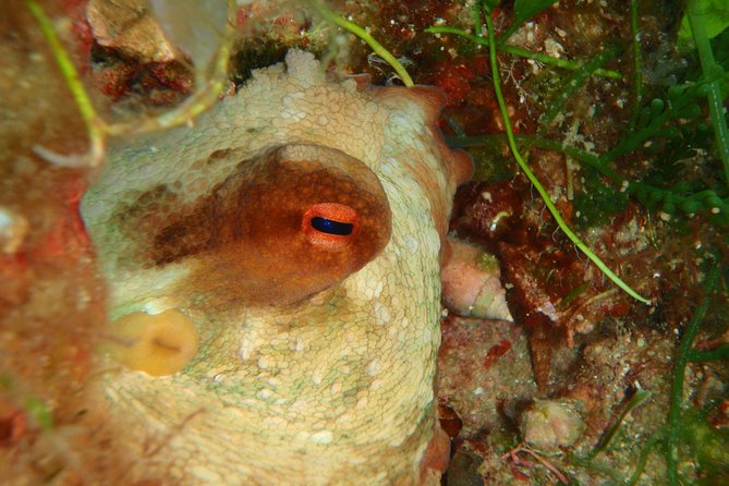 Scuba Diving in Naxos by Bluefindivers - Dive in Greece - Amazing Diving Spots - Equipment and free photos/videos: the value you actually feel