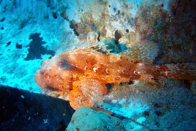 Scuba Diving in Naxos by Bluefindivers - Dive in Greece - Amazing Diving Spots - Price and logistics: is $169.31 good value?